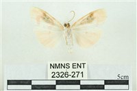 臺雪苔蛾藏品圖，第2張