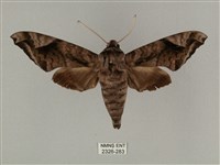 全緣缺角天蛾藏品圖，第1張