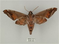 全緣缺角天蛾藏品圖，第2張