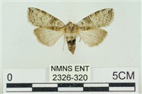 帶波紋蛾藏品圖，第1張