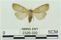 帶波紋蛾藏品圖，第2張