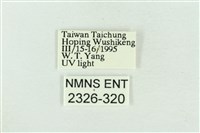 帶波紋蛾藏品圖，第3張