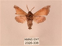 楓天蛾藏品圖，第2張