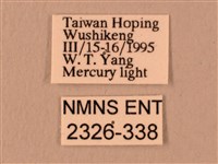 楓天蛾藏品圖，第3張