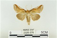 印華波紋蛾藏品圖，第1張