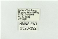 素木綠刺蛾藏品圖，第3張