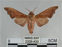 單齒天蛾藏品圖，第2張