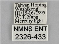 單齒天蛾藏品圖，第3張