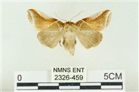 印華波紋蛾藏品圖，第1張