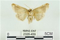 印華波紋蛾藏品圖，第2張