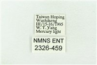 印華波紋蛾藏品圖，第3張