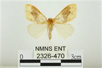 寬紋黃毒蛾藏品圖，第1張