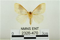 寬紋黃毒蛾藏品圖，第2張