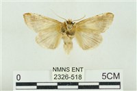 印華波紋蛾藏品圖，第2張