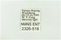 印華波紋蛾藏品圖，第3張