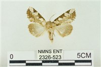 連珠波紋蛾藏品圖，第1張