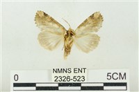 連珠波紋蛾藏品圖，第2張