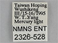 澄線尺蛾藏品圖，第3張