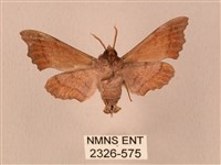 楓天蛾藏品圖，第2張