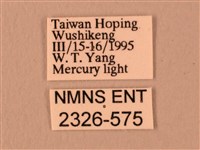 楓天蛾藏品圖，第3張