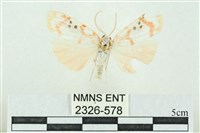 臺雪苔蛾藏品圖，第1張