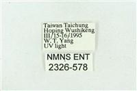 臺雪苔蛾藏品圖，第3張