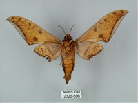 裂斑鷹翅天蛾藏品圖，第2張