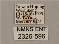 裂斑鷹翅天蛾藏品圖，第3張