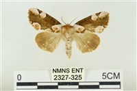 大斑波紋蛾藏品圖，第1張