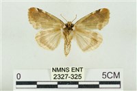 大斑波紋蛾藏品圖，第2張