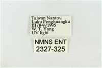 大斑波紋蛾藏品圖，第3張