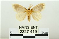 黑翅黃毒蛾藏品圖，第2張