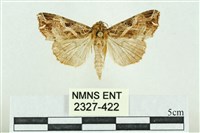 粉紅帶散紋夜蛾藏品圖，第1張