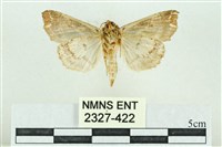 粉紅帶散紋夜蛾藏品圖，第2張