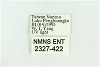 粉紅帶散紋夜蛾藏品圖，第3張