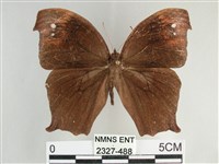 森林暮眼蝶、黑樹蔭蝶藏品圖，第1張
