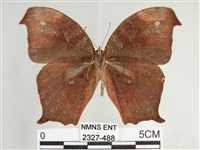 森林暮眼蝶、黑樹蔭蝶藏品圖，第2張