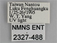 森林暮眼蝶、黑樹蔭蝶藏品圖，第3張