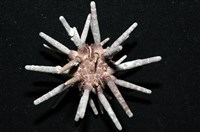 冠棘真頭帕海膽藏品圖，第2張