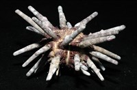 冠棘真頭帕海膽藏品圖，第6張