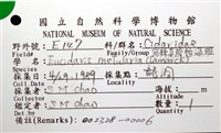 冠棘真頭帕海膽藏品圖，第16張