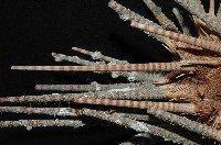 棒棘鋸頭帕(環鋸棘頭帕)藏品圖，第2張