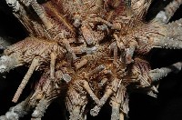 棒棘鋸頭帕(環鋸棘頭帕)藏品圖，第4張