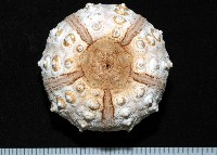 棒棘鋸頭帕(環鋸棘頭帕)藏品圖，第2張