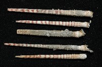 棒棘鋸頭帕(環鋸棘頭帕)藏品圖，第5張