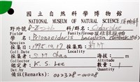 棒棘鋸頭帕(環鋸棘頭帕)藏品圖，第16張