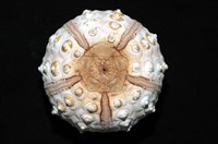 棒棘鋸頭帕(環鋸棘頭帕)藏品圖，第18張