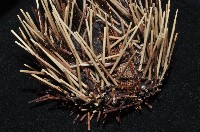 環刺棘海膽藏品圖，第2張