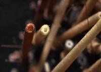 環刺棘海膽藏品圖，第3張