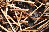 環刺棘海膽藏品圖，第4張